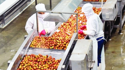 Minh bạch chuỗi nông sản từ truy xuất nguồn gốc