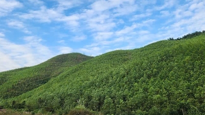 El Departamento de Agricultura y Medio Ambiente proporciona información sobre el origen de la madera de pino transportada a través del distrito de Viet Hung.