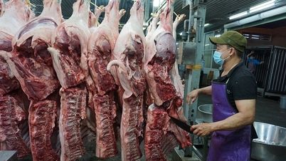 Ho Si Minh-város fokozza a vágóhídi ellenőrzéseket az élelmiszerbiztonság biztosítása érdekében a Tet ünnep alatt.