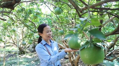 พร้อมสำหรับฤดูผลไม้ตรุษจีนแล้ว