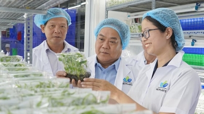 A cidade de Ho Chi Minh fortalece sua equipe de extensão agrícola e monitora de perto a agricultura urbana.