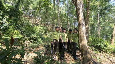산림 조성의 질과 진행 상황을 개선하기 위한 종합적인 해결책을 시행합니다.