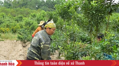 Thủ phủ đào, quất xứ Thanh tăng tốc vào vụ tết