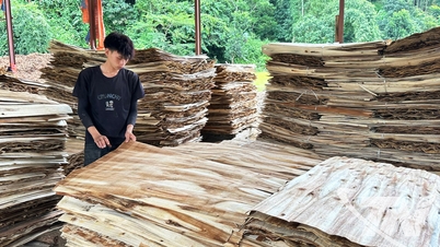 Utiliser efficacement les forêts plantées.