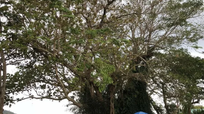 Străvechiul arbore Ficus microcarpa de la Palatul Thien Ya Na a fost recunoscut drept arbore de patrimoniu.