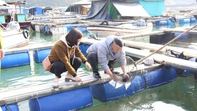 Las autoridades del distrito de Dam Ha están investigando la inusual muerte masiva de peces.