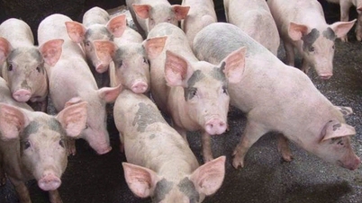 Giá heo hơi hôm nay 14/1: Miền Bắc chạm ngưỡng 76.000 đồng/kg