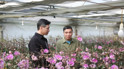 גן הסחלבים Phalaenopsis בעונה של טט (ראש השנה הירח הווייטנאמי).