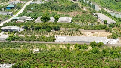 Desenvolver uma área de cultivo sustentável de fruta-do-conde.