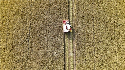 Projekt zum Anbau von hochwertigem Reis auf 1 Million Hektar: Eine Chance zur Umstrukturierung der Reisindustrie.