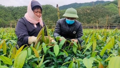 Nâng cao thu nhập bền vững cho nhân dân