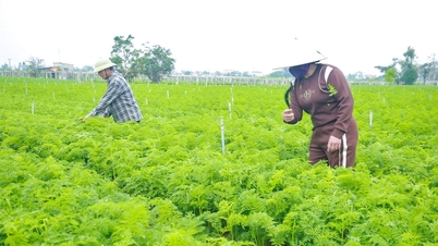 Nông dân Nghệ An thi đua sản xuất gắn với chuyển đổi kinh tế