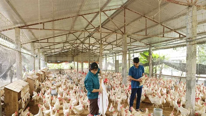 Hội Nông dân xã Tiên Lữ đồng hành cùng hội viên phát triển kinh tế