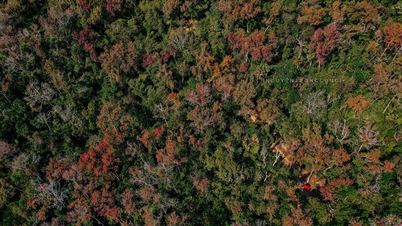 Hutan maple berhampiran kuil purba di Hai Phong menarik pengunjung untuk peluang bergambar semasa musim dedaun musim luruh.