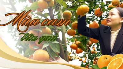 La temporada de naranjas abundantes