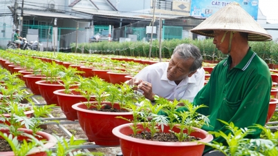 Para tukang kebun sedang berada di puncak musim untuk merawat tanaman bunga Tet mereka.