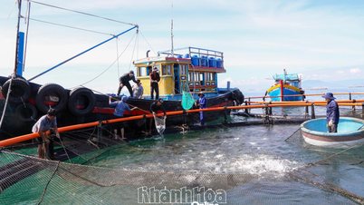 Nhiều chính sách hỗ trợ nuôi biển xa bờ