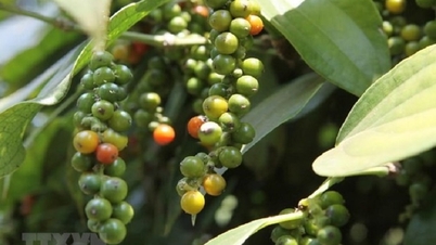 Hồ tiêu Việt Nam làm gì để duy trì 'ngôi vương'?