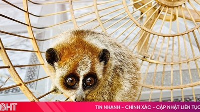 Die im Roten Buch aufgeführten Tiere wurden an den Vu Quang Nationalpark übergeben.
