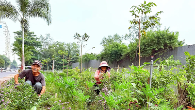 Những khu phố ngập sắc hoa