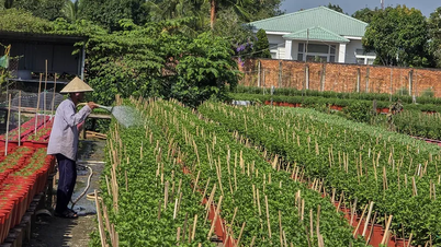 Can Tho : Fourniture de plus de 2 millions de plantes ornementales en pot et d'environ 103 000 tonnes de légumes et de fruits pour les fêtes du Têt.