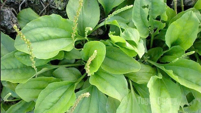 Ценный лекарственный ингредиент, получаемый из растения Plantago.