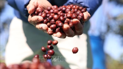 Vietnamesiskt kaffe i värdens tidsålder - Del 1: Förmågan att positionera värde