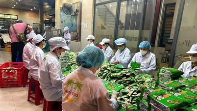 Vào mùa lao động thời vụ