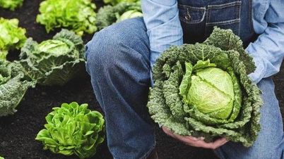 EE.UU.: Una investigación sugiere qué grupo de frutas y verduras tienen menos residuos de pesticidas.