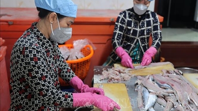 Meningkatkan kraftangan pembuatan kek ikan tradisional Phuoc Hai