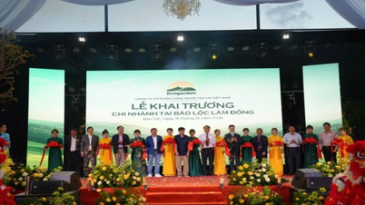 Lam Dong province applies green microbial technology to large-scale spirulina production.