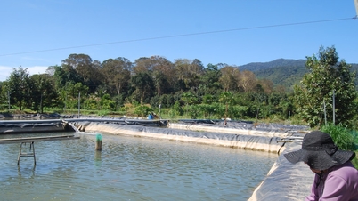 遠隔地の農家は大胆に異なる作物や家畜に切り替えている。