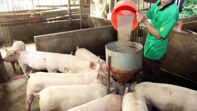 Prețurile cărnii de porc la 16 ianuarie 2026: Piața din întreaga țară prezintă tendințe mixte.