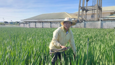 Penanam gladiol di Barat Gia Lai bimbang tentang cuaca sejuk.