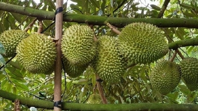 Durian árak ma, január 16-án: A Musang King tartja a legmagasabb árat, 118 000 VND/kg.