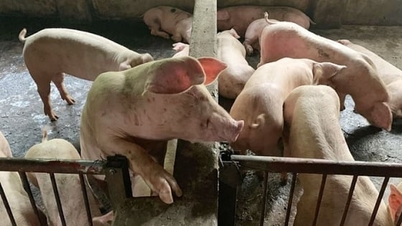 Prețurile cărnii de porc astăzi, 16 ianuarie 2026: Încă sunt în ușoară creștere în unele localități.