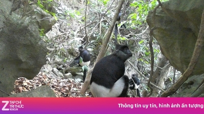 พบลิงแลงเกอร์ก้นขาวหายากและชะมดทองในป่าเมืองนิงบิงห์