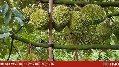 صادرات میوه و سبزیجات به چین به بالاترین حد خود رسید.