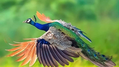 Vẻ đẹp và ý nghĩa của loài chim công trong tự nhiên và văn hóa