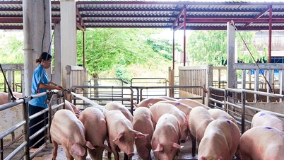 Giá heo hơi hôm nay 16/1: Miền Trung và miền Nam tăng lên 74.000 đồng/kg