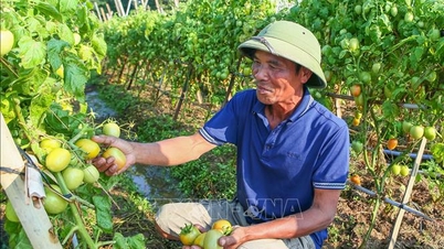 Cà chua được giá, nông dân kỳ vọng thu nhập cao