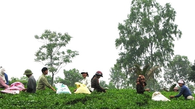 Hanoi are 6 sate în zone muntoase și aparținând minorităților etnice.