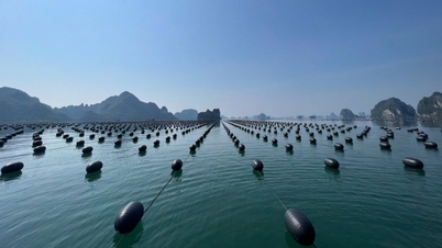 Quang Ninh Cooperative brottas med utmaningen med marint jordbruk.