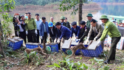 Hoang Lien nationalpark har, i samarbete med Vu Quang nationalpark, släppt tillbaka 18 vilda djur i deras naturliga livsmiljö.