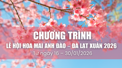 2026년 달랏 봄 벚꽃 축제에서 펼쳐지는 11가지 흥미진진한 이벤트