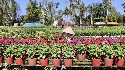Nhà vườn An Giang kỳ vọng vụ hoa Tết