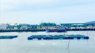 Preventing the proliferation of aquaculture cages in Dung Quat deep-water port.