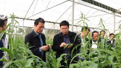 Vice Chairman of the Provincial People's Committee Ha Trong Hai inspected the field and worked with the communes of Pac Ta, Muong Khoa, and Tan Uyen on the general planning orientation for the communes.