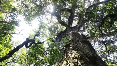 Consultations to finalize the report on forest emission reduction in the Central Highlands and South Central regions.