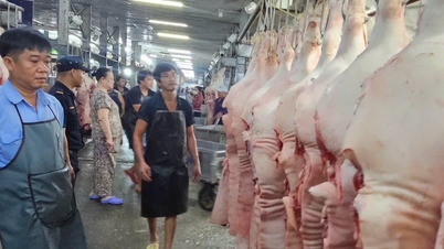 Nu de varkensvleesprijzen constant stijgen en een piek bereiken van 77.000 VND/kg, hoe zullen de prijzen er tijdens Tet (Vietnamees Nieuwjaar) uitzien?